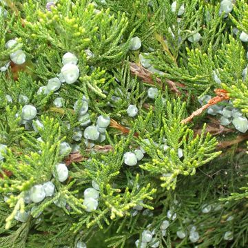 Juniperus x pfitzeriana 'Mint Julep'