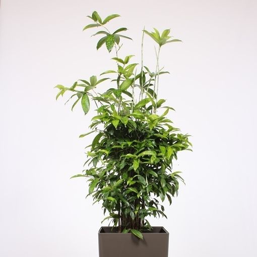 Dracaena surculosa