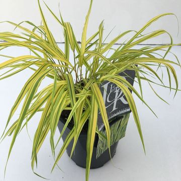 Hakonechloa macra 'Aureola'