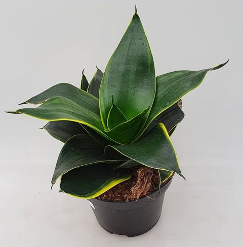 Sansevieria 'Emerald Star'