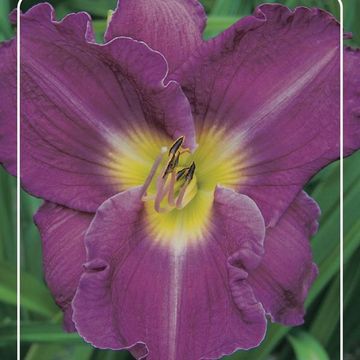 Hemerocallis 'Unchartered Waters'