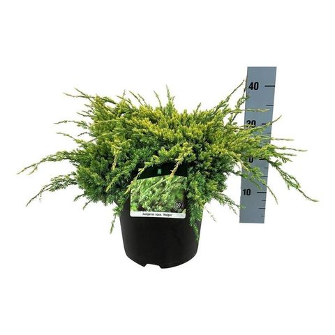 Juniperus squamata 'Holger'