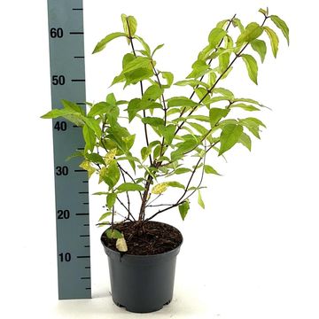 Deutzia RASPBERRY SUNDAE