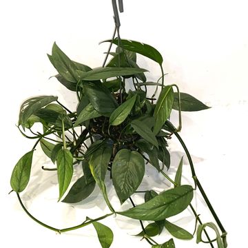 Epipremnum pinnatum 'Cebu Blue'