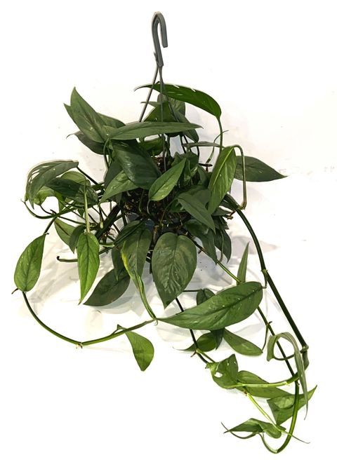 Epipremnum pinnatum 'Cebu Blue'