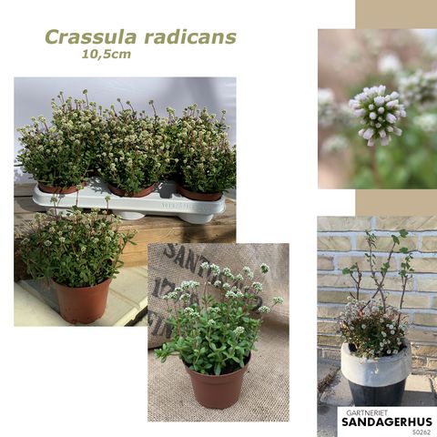 Crassula radicans