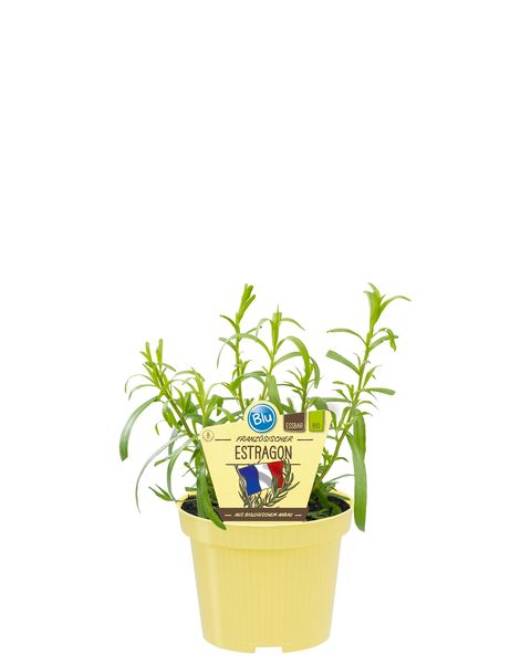 Artemisia dracunculus