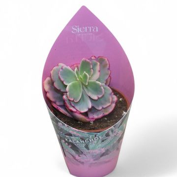 Kalanchoe fedtschenkoi 'Variegata'