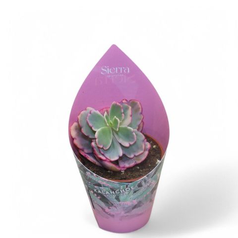 Kalanchoe fedtschenkoi 'Variegata'