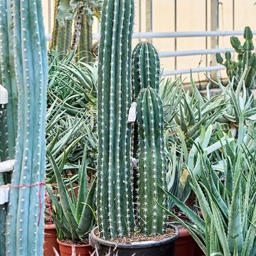 Pachycereus pecten-aboriginum