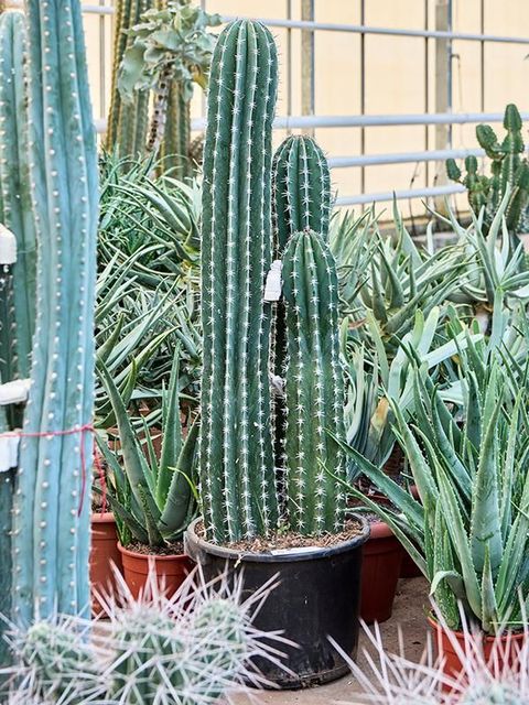 Pachycereus pecten-aboriginum