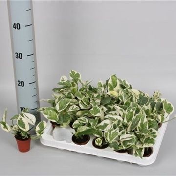 Epipremnum pinnatum N'JOY