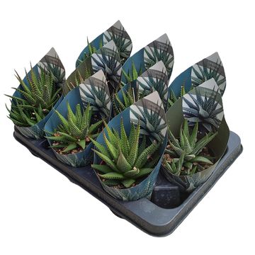 Haworthia 'Universe'