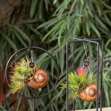 Arrangement Tillandsia