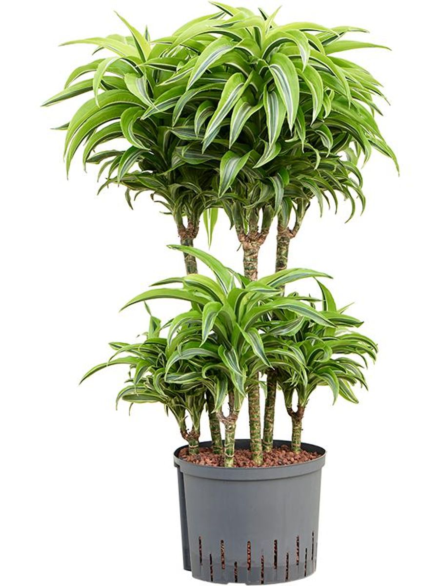 Dracaena fragrans 'Lemon Surprise' — Plant Wholesale FlorAccess