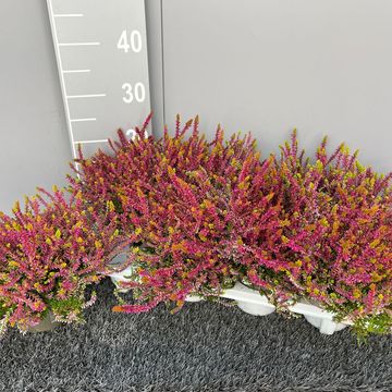 Calluna vulgaris GARDEN GIRLS BONITA