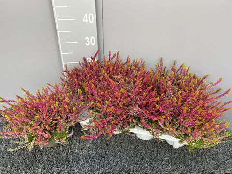 Calluna vulgaris GARDEN GIRLS BONITA