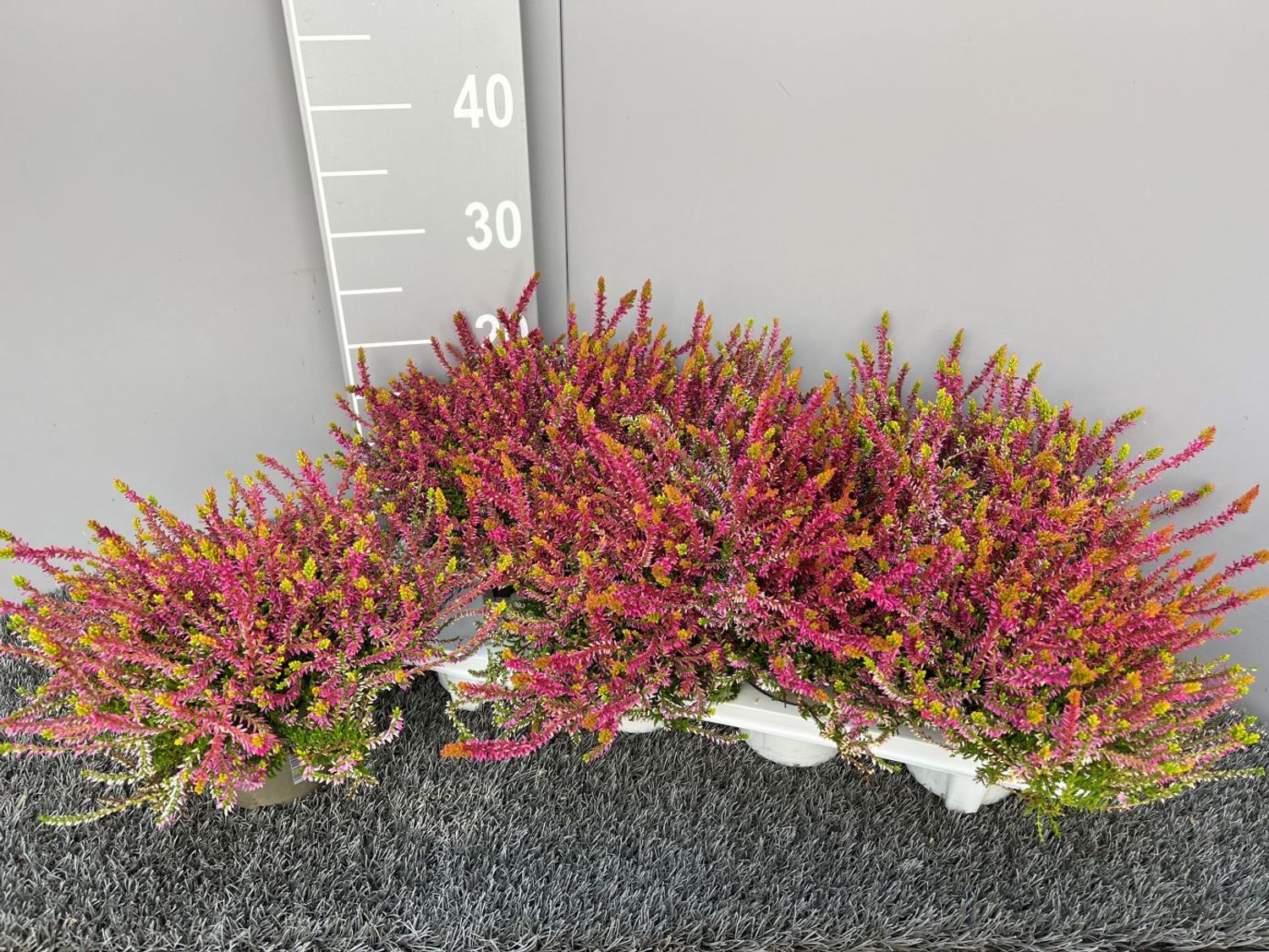 Calluna Vulgaris Garden Girls Bonita — Plant Wholesale Floraccess