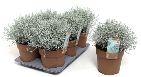 Leucophyta brownii 'Silver Electra'