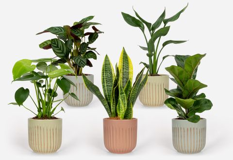 Plantes d'interieur MIX