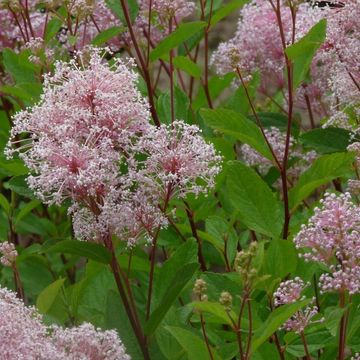 Ceanothus x pallidus 'Marie Simon'