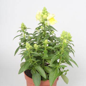Antirrhinum majus