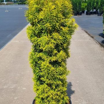 Taxus baccata 'David'