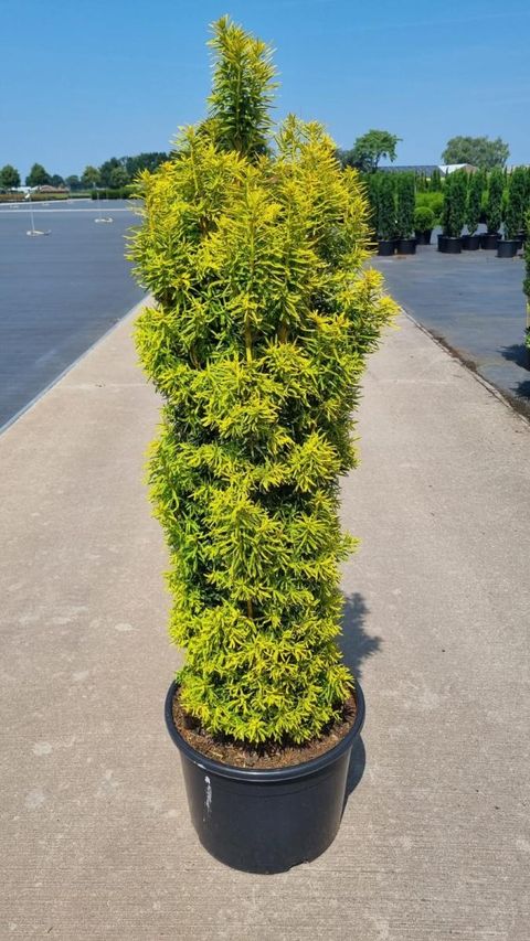 Taxus baccata 'David'