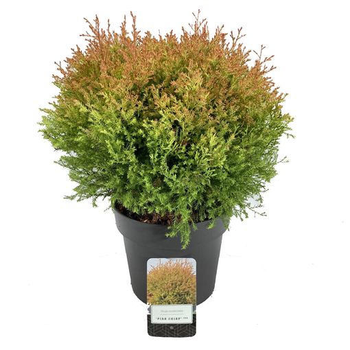 Thuja occidentalis FIRE CHIEF