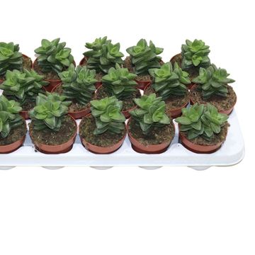 Crassula 'Springtime'