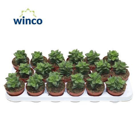 Crassula 'Springtime'