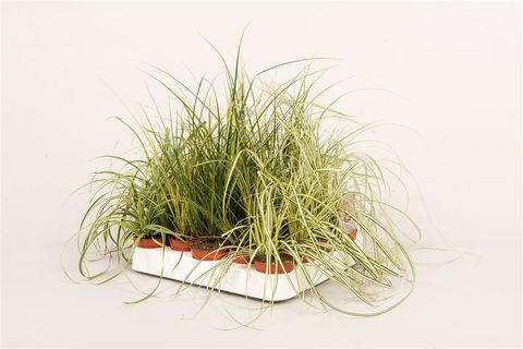 Carex MIX