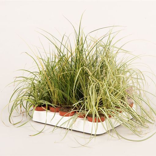 Carex MIX