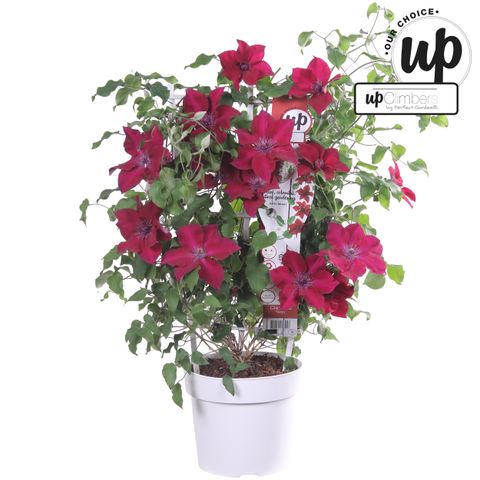 Clematis BOULEVARD NUBIA