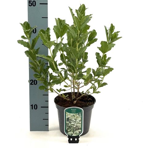 Brachyglottis compacta 'Drysdale'