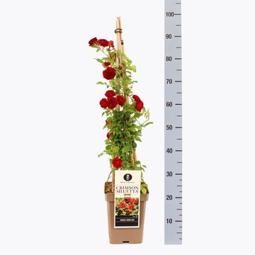 Rosa CRIMSON SILUETTA