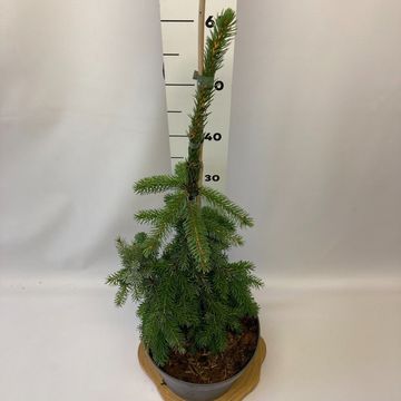 Picea omorika 'Pendula'