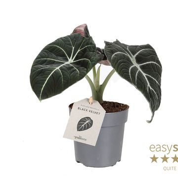 Alocasia 'Black Velvet'