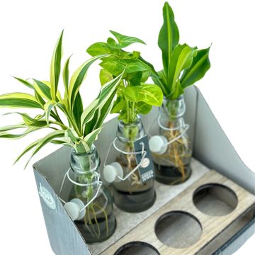 Arrangement Houseplants