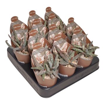 Adromischus marianae CLANWILLIAM