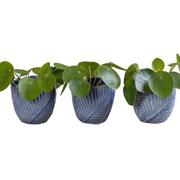 Pilea peperomioides