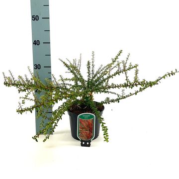 Cotoneaster conspicuus 'Decorus'