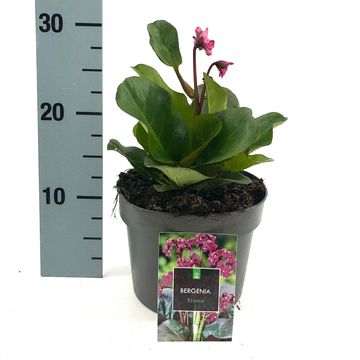 Bergenia cordifolia 'Eroica'