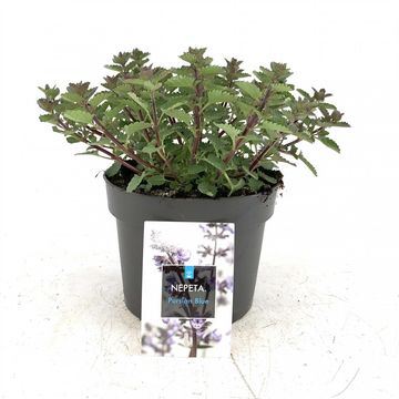 Nepeta 'Purrsian Blue'