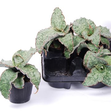 Sansevieria kirkii 'Silver Blue'