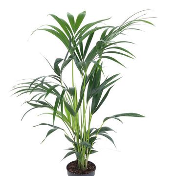 Howea forsteriana
