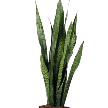 Sansevieria zeylanica