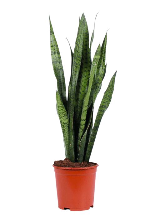 Sansevieria zeylanica