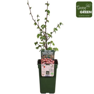 Corylus 'Rode Zellernoot'