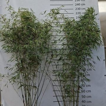 Fargesia scabrida 'Asian Wonder'